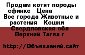 Продам котят породы сфинкс › Цена ­ 4 000 - Все города Животные и растения » Кошки   . Свердловская обл.,Верхний Тагил г.